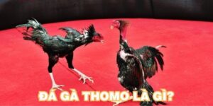 Đá gà thomo là gì? Luật chơi đá gà thomo cần phải biết