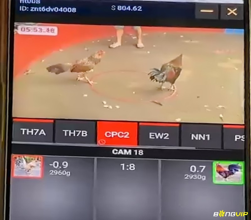 Video chất lượng cao giúp anh em có những trải nghiệm như đang có mặt trực tiếp ở các trường gà lớn 
