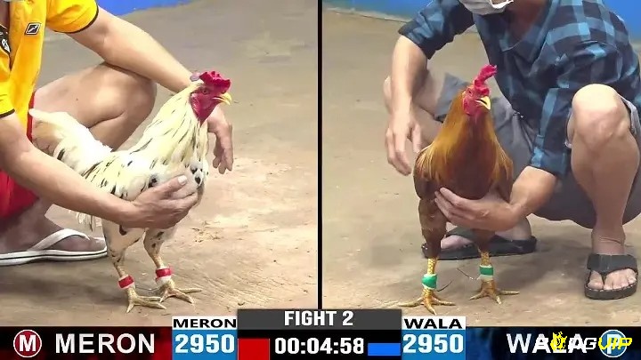 Tìm hiểu kỹ luật chơi sẽ giúp anh em có thể tự tin hơn trong việc tham gia đặt cược