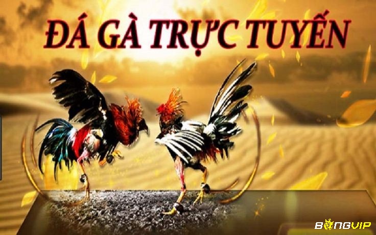 Đá gà trực tuyến là hình thức giải trí online thu hút đông đảo anh em cược thủ tham gia