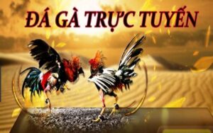 Đá gà trực tuyến là gì? Những điều anh em cược thủ cần nắm