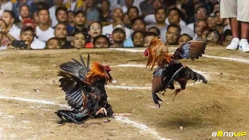 Đá gà Thomo nổi tiếng với những trận thi đấu gà chọi hấp dẫn và đa dạng các thể loại
