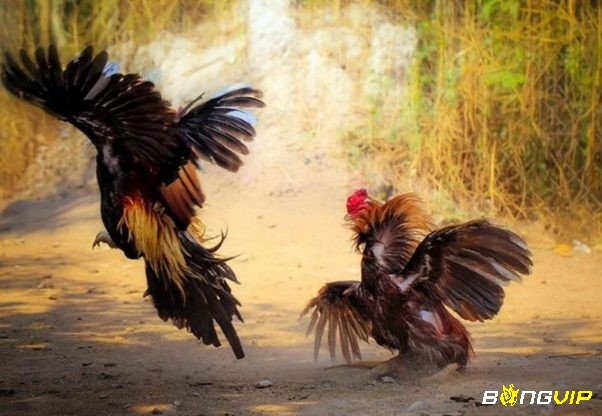 Luật chơi cũng như cách tổ chức của đá gà Thomo rất chuyên nghiệp và bài bản