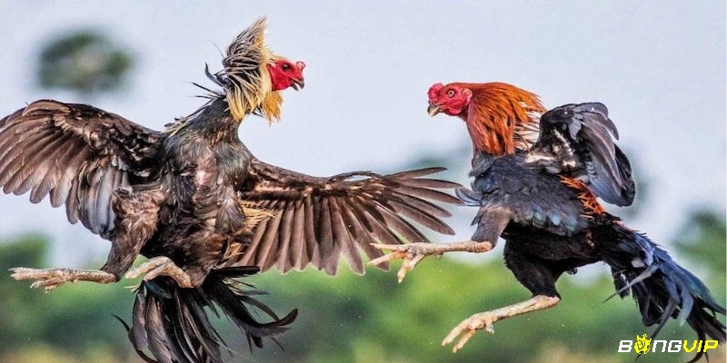 Trước khi đặt cược bạn có thể tìm hiểu và quan sát kỹ các chiến kê để có thể nhận định chính xác hơn