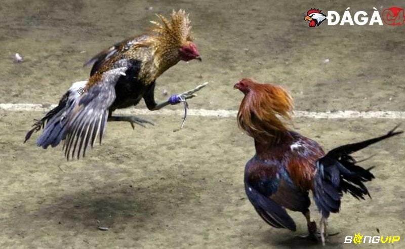Đá gà Thomo nổi tiếng và được rất nhiều anh em đam mê đá gà yêu thích