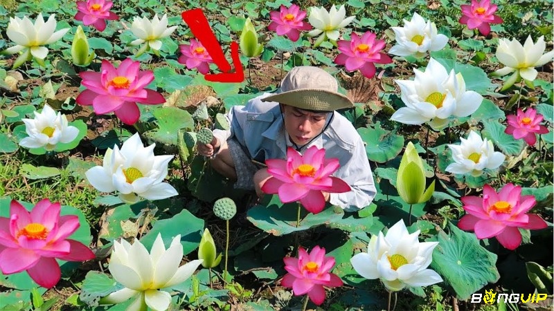 Mơ thấy mình hái hoa sen tượng trưng cho việc bạn sắp nhận được những phần thưởng xứng đáng từ nỗ lực