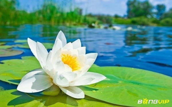 Mơ thấy hoa sen trắng tinh khiết là dấu hiệu bạn đang hướng tới sự phát triển tâm linh