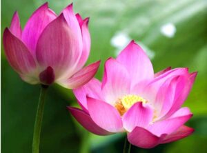 Giải mã giấc mơ thấy hoa sen và các con số liên quan