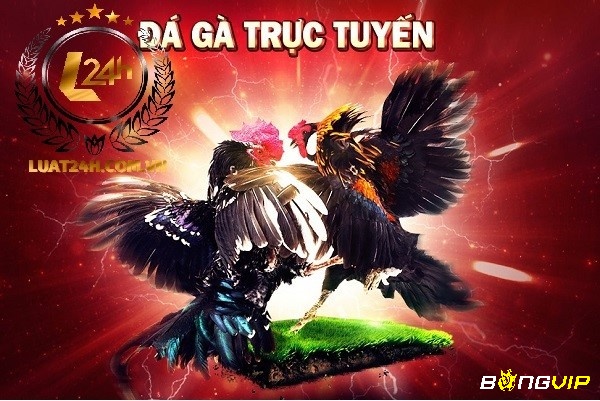 Cược đá gà online là hình thức đặt cược trên các trận đấu đá gà được truyền hình trực tiếp qua internet