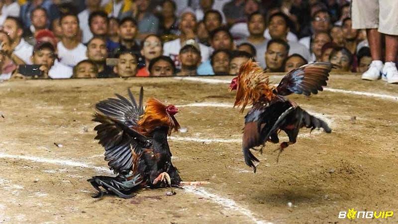 Quản lý vốn được coi là yếu tố quan trọng nhất quyết định đến thành bại của người chơi cược đá gà online