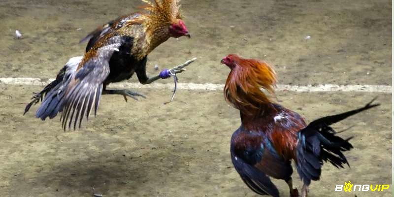 Yếu tố tâm lý đóng vai trò quyết định trong thành công của việc tham gia cược đá gà 