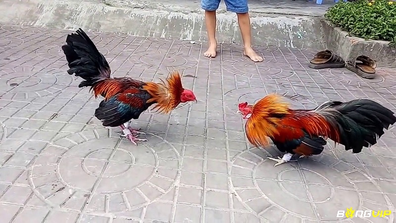 So với các giống gà khác thì gà tre này có lợi thế về sự nhanh nhẹn và kỹ thuật tấn công tinh tế nhiều hơn