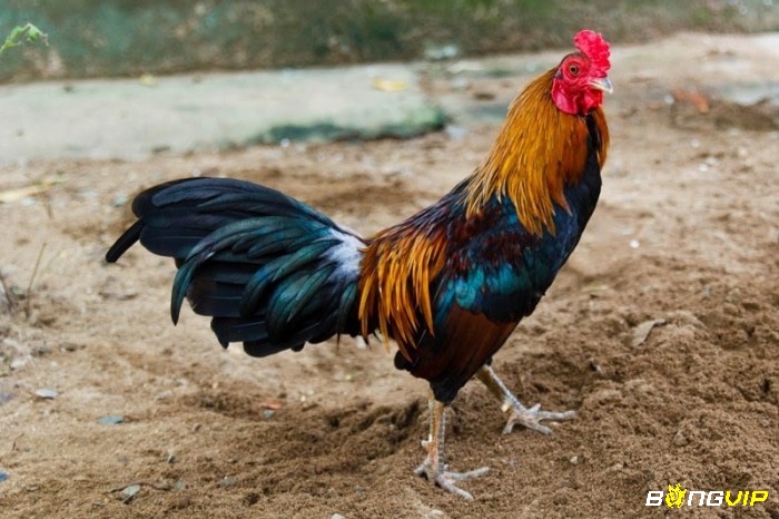Đá gà tre là môn thể thao truyền thống nổi bật với kỹ năng và tính chiến thuật cao, cùng Bongvip tìm hiểu nhé