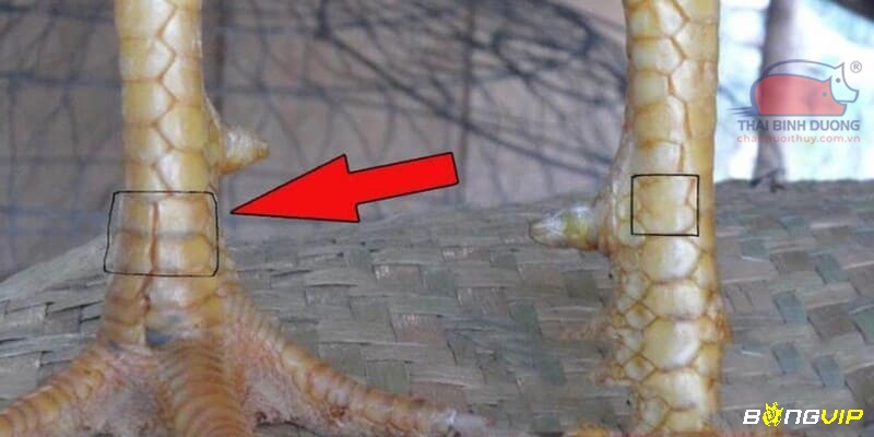 Sự cân đối giữa hai chân phân bố cũng là yếu tố quan trọng trong đánh giá xem vảy gà đá