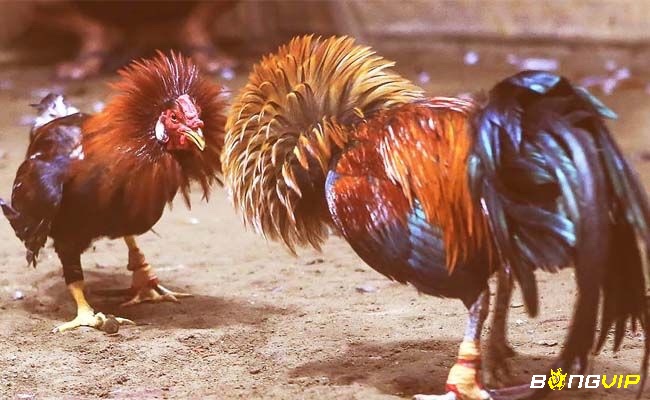 Người chơi dựa vào giống, thể lực và phong độ của từng chiến kê để phân tích kèo cược và dự đoán kết quả chính xác hơn
