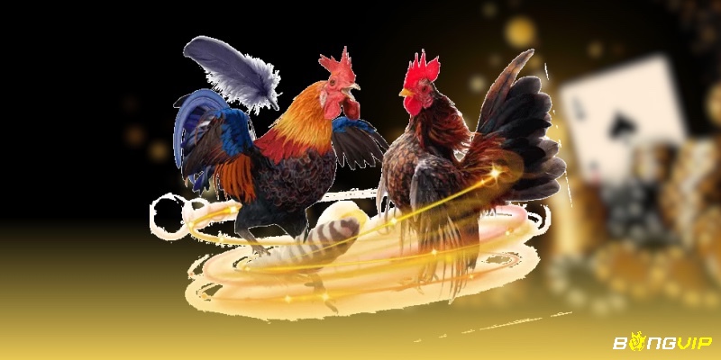Người chơi phân tích kèo chẵn/lẻ và các kèo phụ như “gà thắng tuyệt đối” hay “gà ra đòn đầu tiên” để tăng kịch tính và đa dạng chiến lược đặt cược