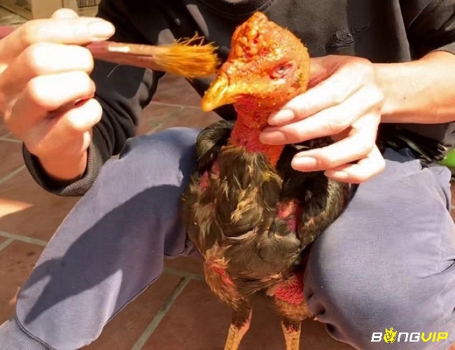 Gà được om bóp bằng rượu thuốc và massage nhẹ nhàng giúp cơ bắp săn chắc tuần hoàn máu tốt và giảm nguy cơ chấn thương