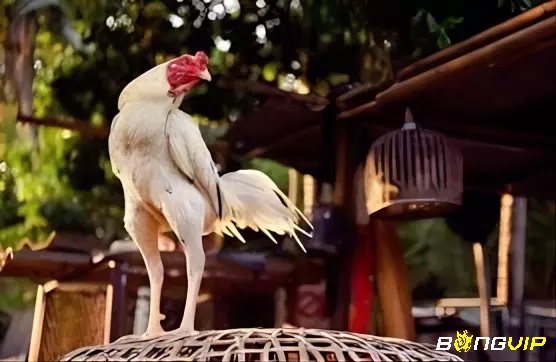 Gà trống với đôi chân gân guốc, vảy đều và đùi săn chắc thể hiện sức mạnh tiềm tàng, chuẩn bị cho các trận đấu