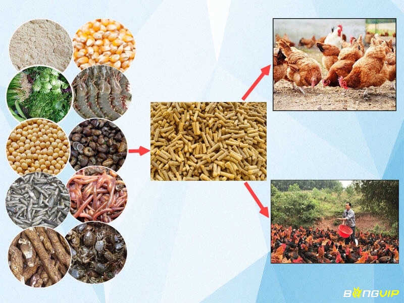 Gà được nuôi với chế độ ăn đầy đủ protein tinh bột chất béo và vitamin giúp phát triển cơ bắp và đôi chân khỏe mạnh