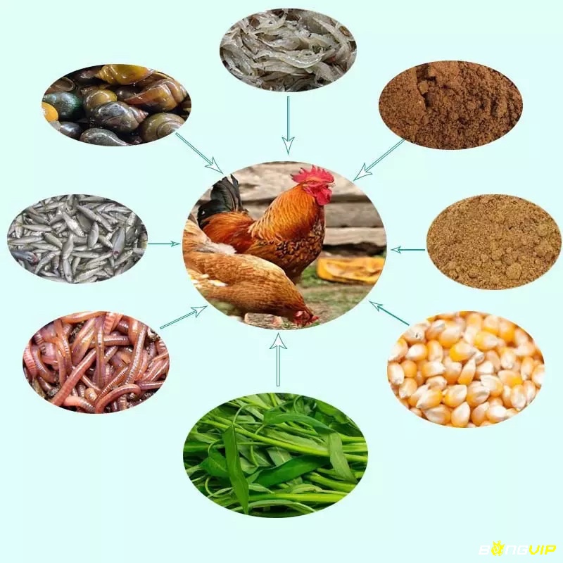 Gà được bổ sung vỏ trứng rau củ mật ong và lòng đỏ trứng kết hợp phơi nắng buổi sáng giúp xương khớp và gân cốt phát triển vượt trội