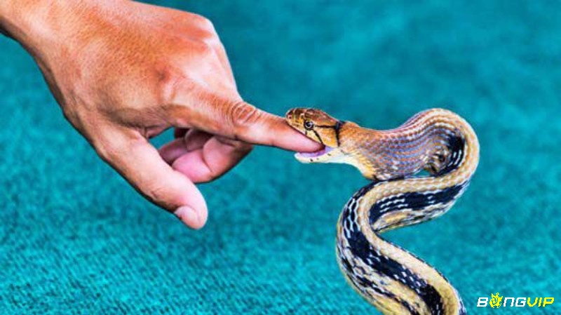 Mơ thấy rắn đuổi cắn người khác ám chỉ quý nhân hỗ trợ bạn 