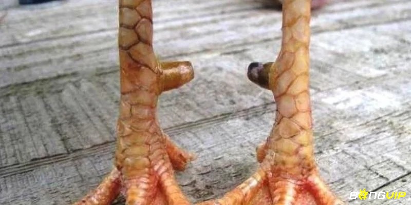 Đường vảy xuyên thẳng vào cựa – biểu tượng cho đòn đánh hiểm hóc, chính xác