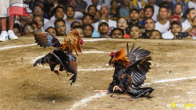 Các dạng gà vay xuyên đao phụ giúp tăng sự linh hoạt, nhanh nhẹn và khả năng tránh đòn