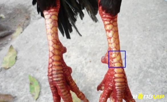 Những đường vảy quý hiếm ẩn ở hàng kẽm, ngón thới hoặc sát gối – dấu hiệu của chiến kê tiềm năng.