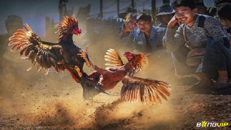 Kết hợp vảy quý cùng khung xương, lực đá và bản năng chiến đấu tạo nên linh kê hoàn hảo.