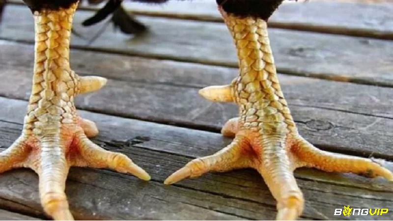 Các bước kiểm tra vảy, dáng đứng, cựa để xác định chiến kê đạt chuẩn.