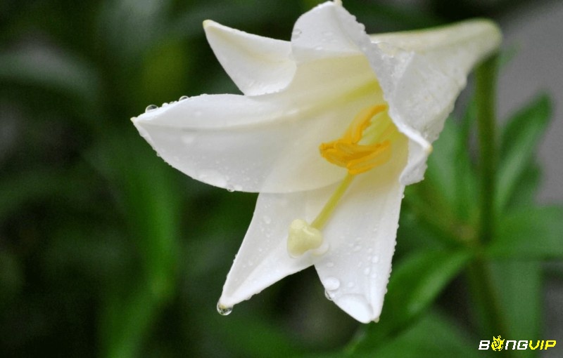 Giấc mơ thấy hoa màu trắng là điềm báo về sự bình yên và cân bằng đến với bạn